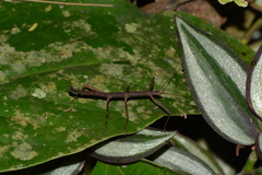 Ceroys perfoliatus