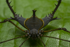 Ubatubesia amplicoxae