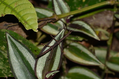 Ceroys perfoliatus