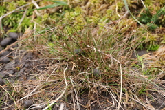 Juncus bulbosus