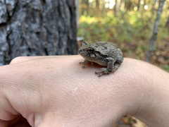 Hyla versicolor