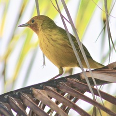 Setophaga petechia bryanti