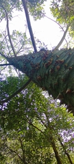 Ceiba aesculifolia