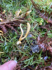 Clavulinopsis helvola