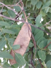 Dalbergia miscolobium