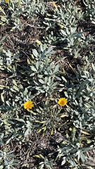 Gazania rigens