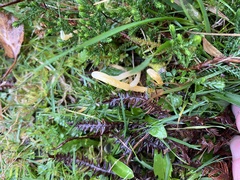 Clavulinopsis helvola