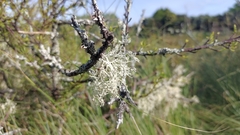 Ramalina peruviana
