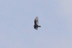 Cathartes aura septentrionalis