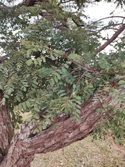 Dalbergia miscolobium