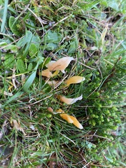 Clavulinopsis helvola