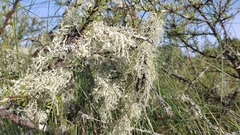 Ramalina peruviana