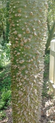 Ceiba aesculifolia