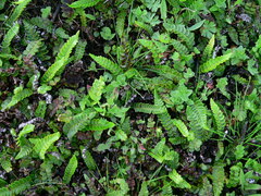 Blechnum penna-marina