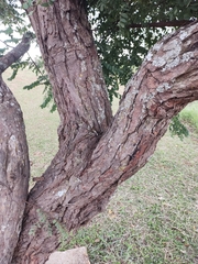 Dalbergia miscolobium