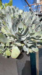 Cotyledon orbiculata