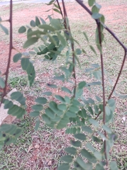 Dalbergia miscolobium