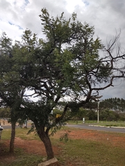 Dalbergia miscolobium