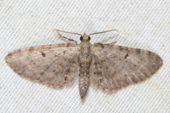 Eupithecia miserulata