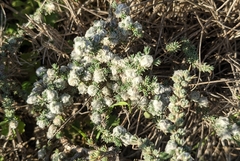 Camphorosma monspeliaca