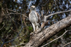 Nisaetus cirrhatus
