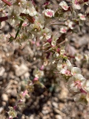 Salsola