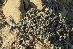 Camphorosma monspeliaca