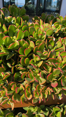 Crassula ovata