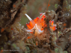Coryphella verta
