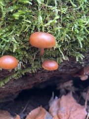 Galerina