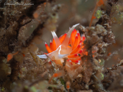 Coryphella verta
