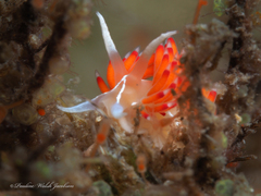Coryphella verta