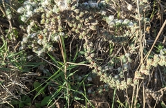 Camphorosma monspeliaca