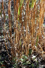 Bromus