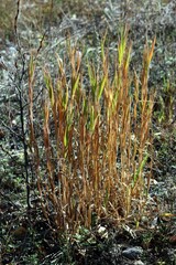 Bromus