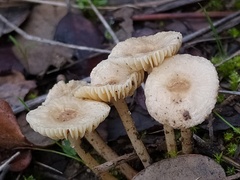 Crinipellis subtomentosa