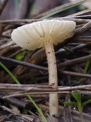 Crinipellis subtomentosa