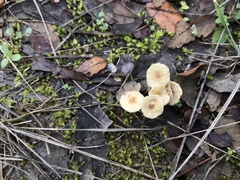 Crinipellis subtomentosa