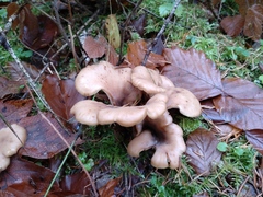 Lentinellus cochleatus