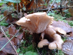 Lentinellus cochleatus