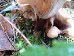 Lentinellus cochleatus