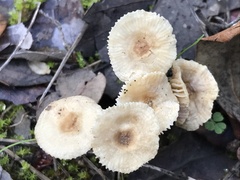 Crinipellis subtomentosa