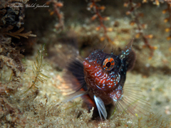 Malacoctenus macropus