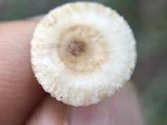 Crinipellis subtomentosa