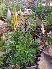 Dendrolycopodium hickeyi