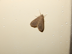 Herpetogramma licarsisalis