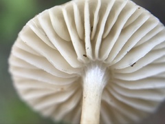 Crinipellis subtomentosa