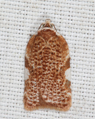 Acleris cervinana