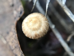 Crinipellis subtomentosa