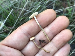 Crinipellis subtomentosa